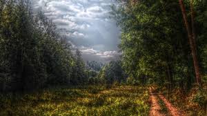 Forest Free Download Hd Desktop Wallpaper Backgrounds Images Forest images & wallpapers for mobile and desktop. hd desktop wallpaper backgrounds images