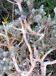 Image result for Eriocephalus racemosus