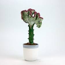 To place an order or to schedule a paint party, message or comment on this page. Where To Buy Coral Cactus Plants