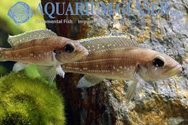 Neolamprologus Tetracanthus Aquarium Glaser Gmbh Kleine Tiere Haustiere Aquarium