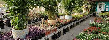 Cactus jungle's plant encyclopedia this is not an availability. A One Stop Garden Shop Offering Plants Trees Sod Cactus Succulents Mulch Rock And More