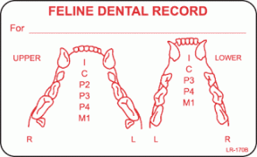 Dental Diagram Label Wiring Diagrams