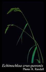 Image result for Echinochloa crus-pavonis