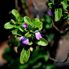 Image result for Sclerochiton hirsutus