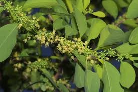 Image result for Flueggea virosa