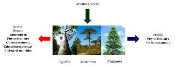 Image result for Araucariaceae