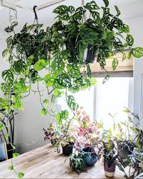 Plantes Esthetiques Tout Savoir Sur Les Plantes Les Plus Photogeniques Plantes D Interieur Suspendues Plantes De Decor De Maison Plante