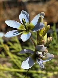 Image result for Polystachya undulata