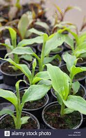 Canna Plants Being Grown From Seed In A Poly Tunnel In The Uk Many Black Plastic Pots Contain These Fast Growing Seedlings Stock Photo Alamy