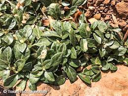 Image result for Alternanthera pungens