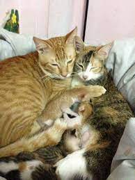 Father Cat Helps Mother Cat Give Birth And Take Care Of Kittens Http Imgur Com Gallery Lum2c Cat Having Kittens Cat Mom Kittens Cutest