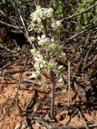 Image result for Eriospermaceae