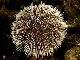 They can be found in all of the oceans worldwide. Tripneustes Ventricosus Wikipedia