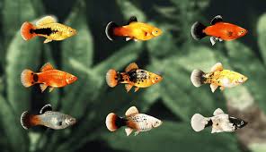 How To Tell If Goldfish Is Male Or Female (5 Ways) - Aquariumstoredepot