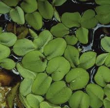 Image result for Salvinia hastata