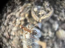 Image result for Landolphia incerta