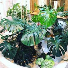 Check spelling or type a new query. Monstera Problems 11 Frustrating Problems Solutions