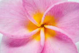 Un bellissima selezione di sfondi floreali per pc desktop, divisa per categoria. Close Up Fiori Di Plumeria Rosa O Frangipani Per Lo Sfondo 1335474 Foto D Archivio