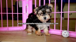 Maybe you would like to learn more about one of these? Puppies For Sale Local Breeders Tiny Morkie Puppies For Sale Georgia Local Breeders Gwinnett County Ga At Lawrenceville Puppies For Sale Local Breeders