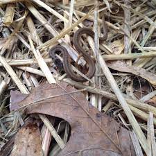 Baby Brown Garter Snake Garden Snakes Snake Aquaponic Gardening