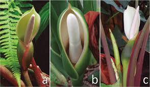 Image result for Araceae