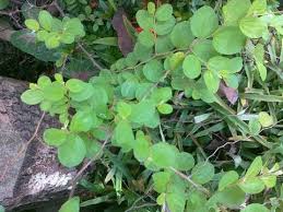 Image result for daun bidara