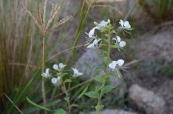 Image result for Cleome aculeata