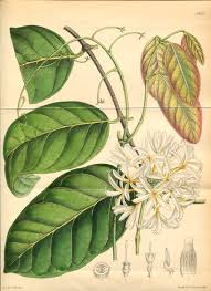 Image result for Landolphia