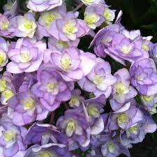 Hydrangea Hybrid Flowers Hydrangea Flower Power