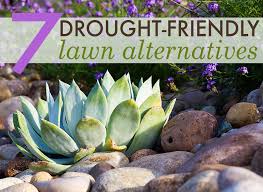 Offsets (pups) drop off and are easy to propagate. 7 Beautiful Drought Friendly Lawn Alternatives