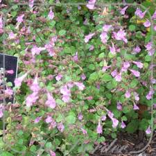 Image result for Haplocarpha