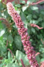 Image result for Amaranthus hybridus