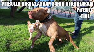 Pitbullu Hirsizlardan Sahibini Koruyan Kahraman Pitbull Tiki Power Pitbull Strongest Dogs Youtube