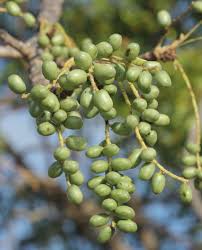 Image result for Lannea virgata