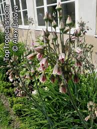 Image result for Nectaropetalum