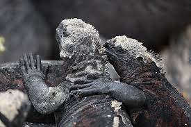 Marine Iguanas Cuddling Up Galapagos Islands African Wildlife Marine Iguana Galapagos