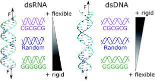 The dsrna segments underwent enzymatic processing that enabled them to attach to molecules of messenger rna (mrna) possessing complementary nucleotide sequences. Sequence Dependent Mechanical Properties Of Double Stranded Rna Nanoscale Rsc Publishing
