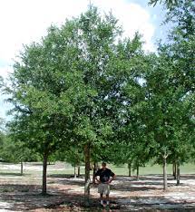 Maybe you would like to learn more about one of these? Live Oak Tree Characteristics