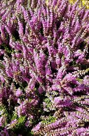 Image result for Calluna vulgaris
