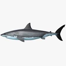 Great White Shark Obj White Sharks Great White Shark Great White Shark Drawing