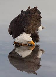 Birds That Look Like Bald Eagles A Vertical Image Of An American Bald Eagle And It S Reflection While Drinking Water On The Surface Of The Icy Grou Animals Beautiful Bald Eagle Beautiful Birds