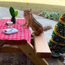 This squirrel or bird picnic table feeder is made from cedar and left in its natural state. Squirrel Tables Are The New Bird Feeders The New York Times