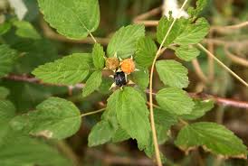 Image result for Rubus pinnatus