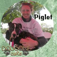 Maybe you would like to learn more about one of these? Adopt A Dog In The Bay Area Furever Animal Rescue
