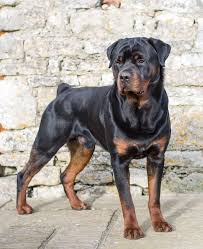 الروت وايلر Rottweiler Brown Dog Names Rottweiler Puppies Rottweiler Facts
