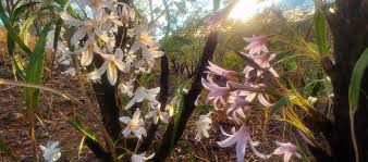 Image result for Leptactina benguelensis