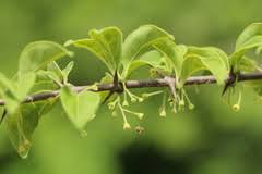 Image result for Canthium glaucum