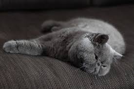 American Shorthair Black And Grey Cat Pin On Exotic Shorthair