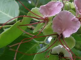 Image result for Intsia