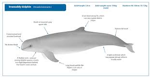 Image result for Dovyalis hispidula